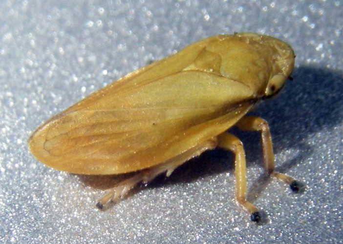 Philaenus sp. - Aphrophoridae